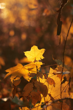 the autumn leaves in the  forest