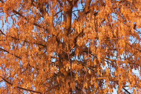 the autumn leaves in the  autumn forest