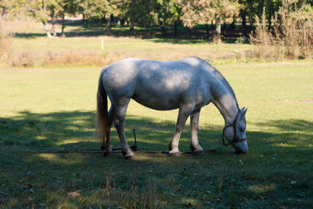 beautiful white horse grazing in the meadowの写真素材