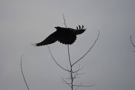 Black bird. Raven and skyの写真素材