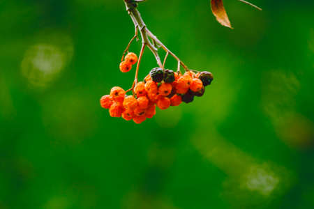 Rowan branch on a background of treesの写真素材