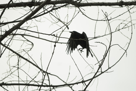 Black bird. Raven and skyの写真素材
