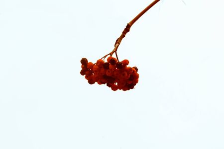 rowan against the skyの写真素材