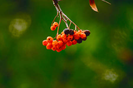 Rowan branch on a background of treesの写真素材