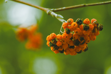 Rowan branch on a background of treesの写真素材
