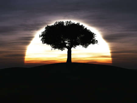 silhouette of a tree against the setting sunの写真素材