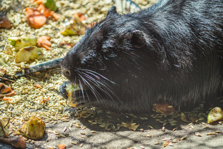 black rat eating apple slices and wheatの写真素材