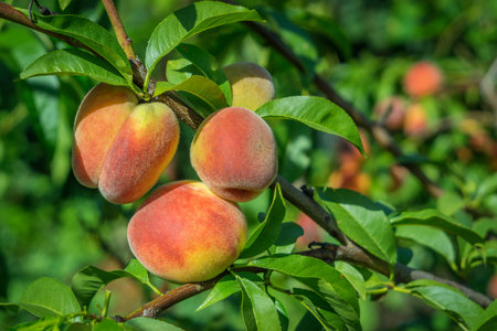 close up of the ripe fruit peachの写真素材
