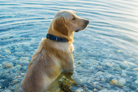 The dog sits in the water and looks into the distanceの写真素材