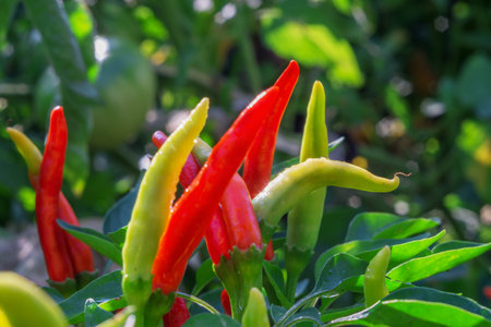 branch with the fruits of red pepper