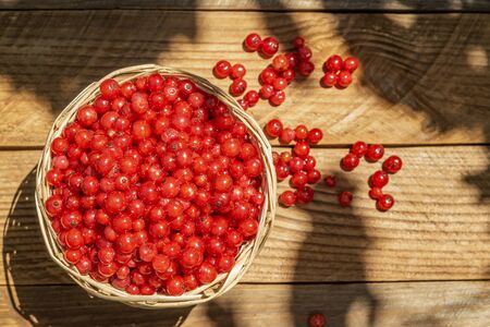 Closeup of a basket with red currants.の写真素材