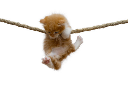 Ginger kitten hung on a rope on a white background.の写真素材