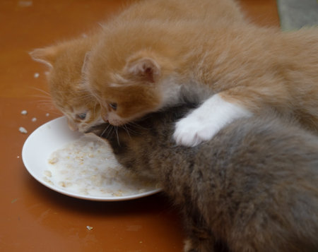 Three kittens eat food from a white plate.の写真素材