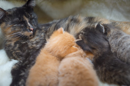 The cat feeds three kittens with milk.の写真素材