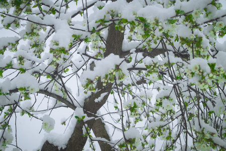 Snow falls on the blossoming branches of the cherry tree.の写真素材