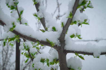 Snow falls on the branches of the cherry tree.の写真素材