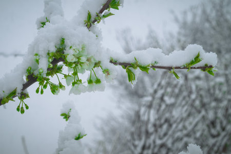 Snow falls on the blossoming branches of the cherry tree.の写真素材