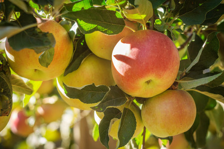 Ripe red apples hanging on tree branches in a sunny orchard with green leaves and natural light.