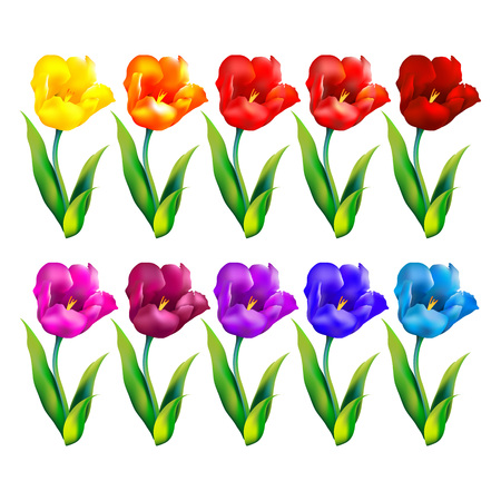 Colorful flower background. Vector illustration. tulip artのイラスト素材