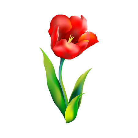 Tulip flower, vector  illustration art red floraのイラスト素材