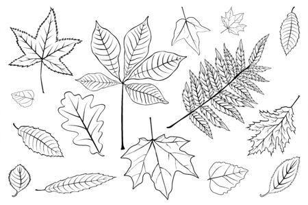 Set leaves of black on white.のイラスト素材