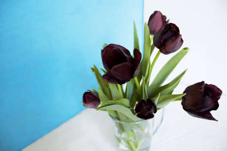 Bouquet of black tulipsの写真素材