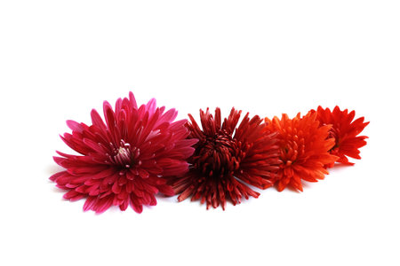 Flowers isolated on whiteの写真素材