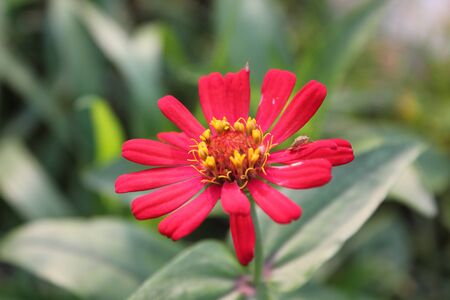 the Zinnia elegan,thailandの写真素材