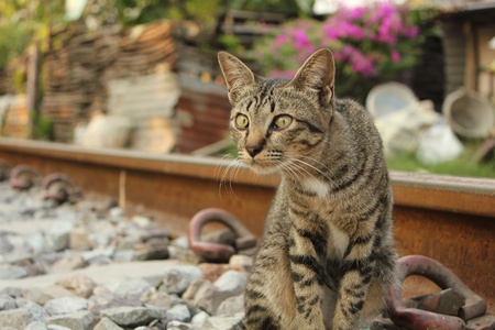 cat,thailandの写真素材