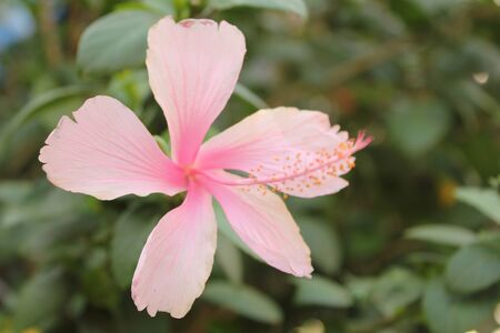 flower,thailandの写真素材