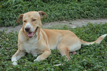 dog,thailandの写真素材