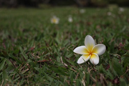 flower,thailandの写真素材