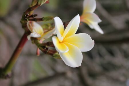 flower,thailandの写真素材