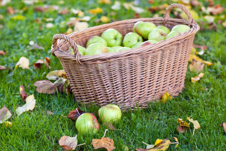 Crop of green and yellow apples in basketの写真素材