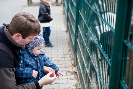 Two little cute boys and young father feeding animals in zooの写真素材