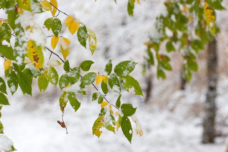 First snow in the forest in autumn with yellow leaves on trees