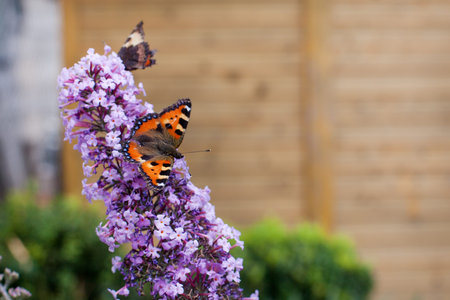Beautiful butterfly sitting on purple flower