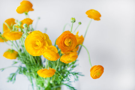 Yellow ranunculus, spring flowers in bunch indoor
