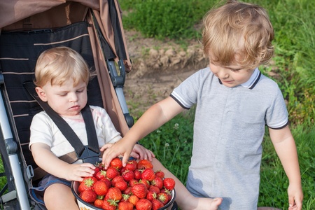 Two little brother boys with bowl strawberries on organic berry farmの写真素材