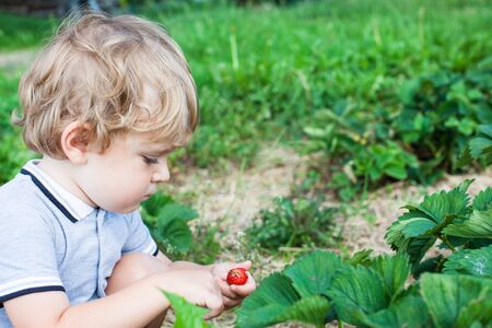 Little boy two years on organic strawberry farm in summerの写真素材