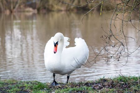 White swan on a spring lake in Germany.の写真素材