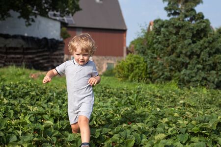 Little boy two years on organic strawberry farm in summerの写真素材