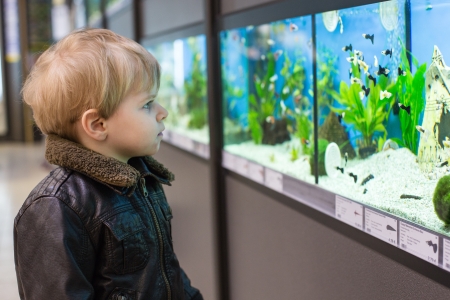 Little toddler boy watches fishes in aquariumの写真素材