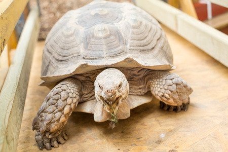 Giant tortoise chewing grassの写真素材