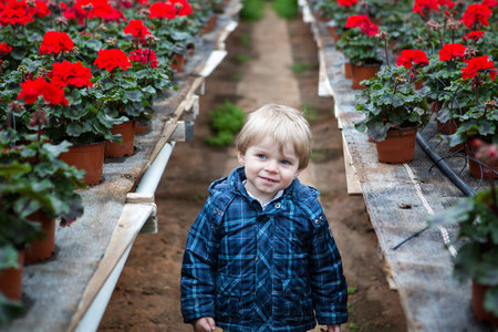 Little toddler boy in greenhouse with blooming geranium flowers