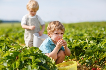 Two little boys on organic strawberry farm in summer, picking berriesの写真素材