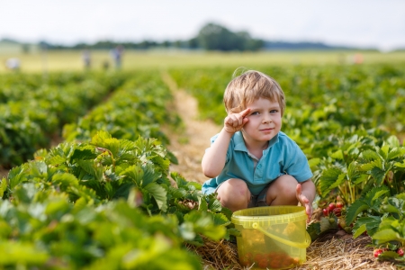 Little boy  on organic strawberry farm in summer, picking berriesの写真素材