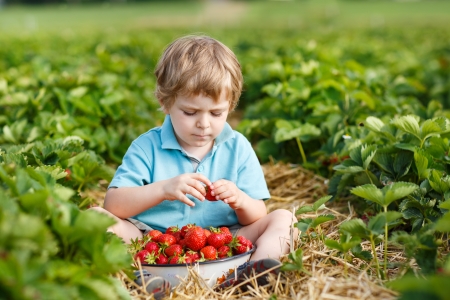 Little toddler boy on organic strawberry farm in summer, picking berriesの写真素材