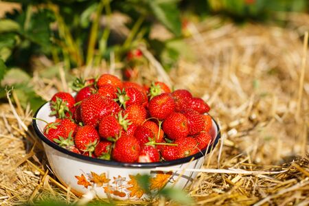 Big bowl with fresh ripe strawberries on organic berry farmの写真素材