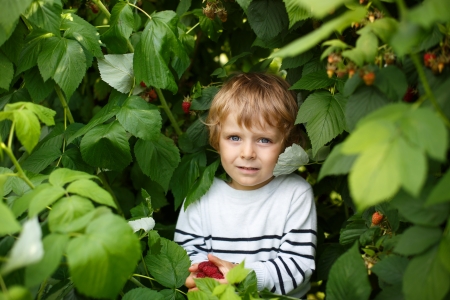Beautiful boy with raspberries on organic self pick farm in Germanyの写真素材